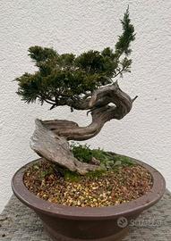 bonsai di ginepro Sabina 