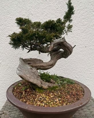 bonsai di ginepro Sabina 
