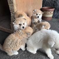 Cuccioli Akita inu