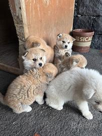 Cuccioli Akita inu