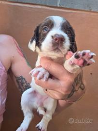 Cuccioli di springer spaniel