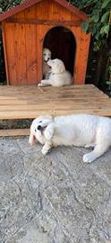 Cucciolo di pastore maremmano
