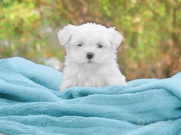 Maltese Disponibile