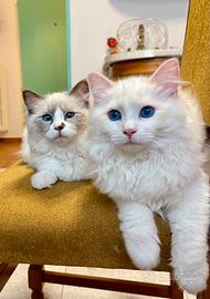 Cuccioli Ragdoll