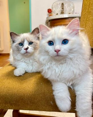 Cuccioli Ragdoll