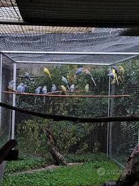 Parrocchetto dal collare