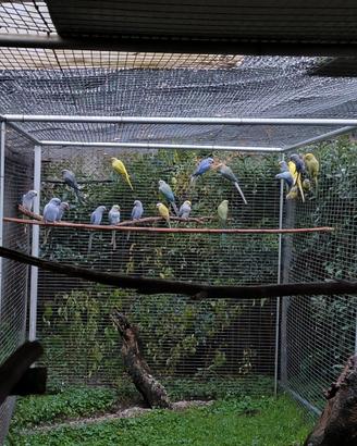 Parrocchetto dal collare