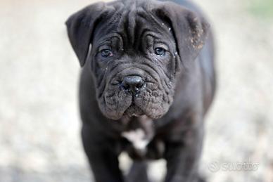 Cuccioli e Cuccioloni Cane Corso