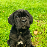 Cuccioli mastini napoletano