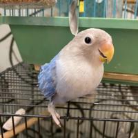 Pappagalli, inseparabili, 3 fratellini