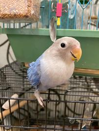 Pappagalli, inseparabili, 3 fratellini