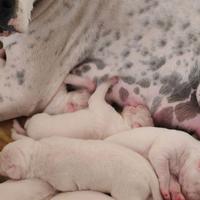 Cuccioli di Dogo Argentino