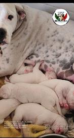 Cuccioli di Dogo Argentino
