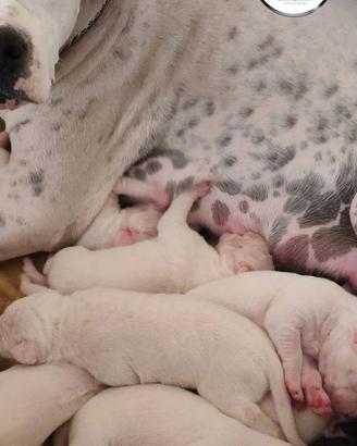 Cuccioli di Dogo Argentino