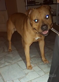 Pitbull Monta