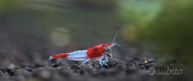 Caridine, Planorbarius & Piante per Acquario