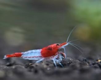 Caridine, Planorbarius & Piante per Acquario