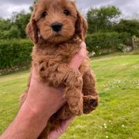 Cuccioli di barbonvini mini toy