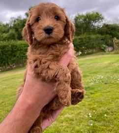 Cuccioli di barbonvini mini toy