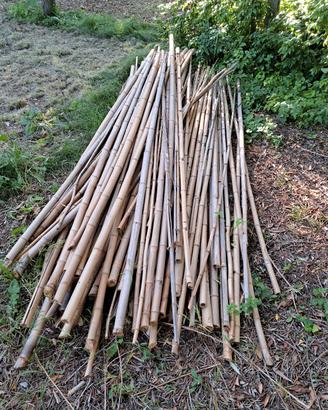 20 canne bamboo da 2 m circa