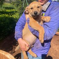 Cucciolo 3 mesi fulvo mix akita inu