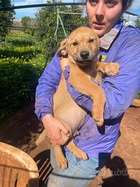 Cucciolo 3 mesi fulvo mix akita inu