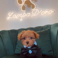 Mini toy su prenotazione