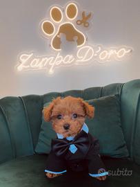 Mini toy su prenotazione