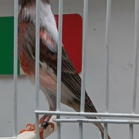 Canarino Arlecchino Portoghese