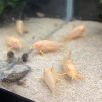 Corydoras color crema ( sterbai albini )