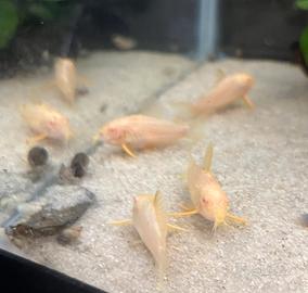 Corydoras color crema ( sterbai albini )