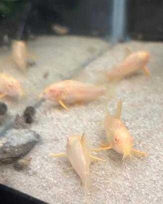 Corydoras color crema ( sterbai albini )