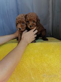 Cuccioli di Barboncino Nano/Toy