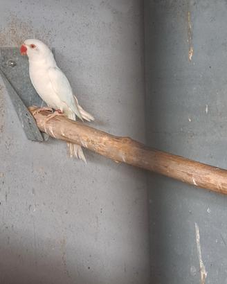 pappagallo