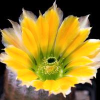 cactus Echinocereus ctenoides SB1536