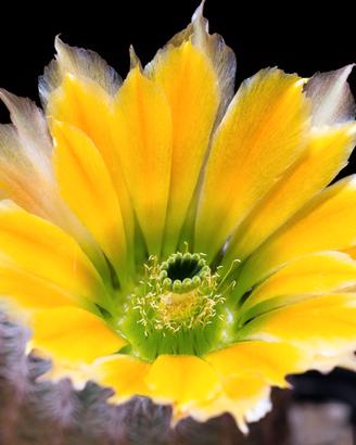 cactus Echinocereus ctenoides SB1536