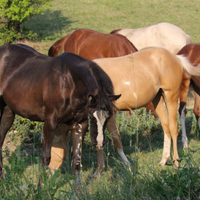 LA REMUDA Horses®