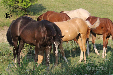 LA REMUDA Horses®