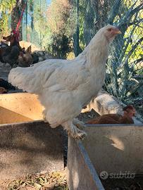 Gallina brahma