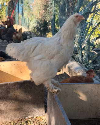 Gallina brahma