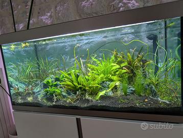 acquario fluval siena 330
