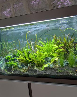 acquario fluval siena 330