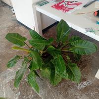 Filodendro imperiale 