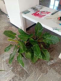 Filodendro imperiale 