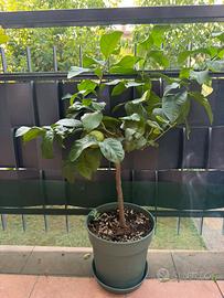 Albero di limone