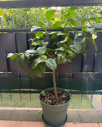 Albero di limone