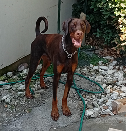 DOBERMANN di 16 mesi IN ADOZIONE