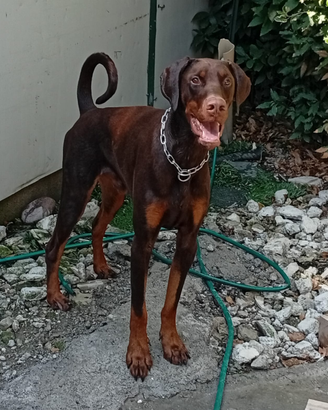 DOBERMANN di 16 mesi IN ADOZIONE
