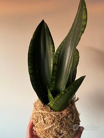 Kokedama sansevieria “Silver Flame”