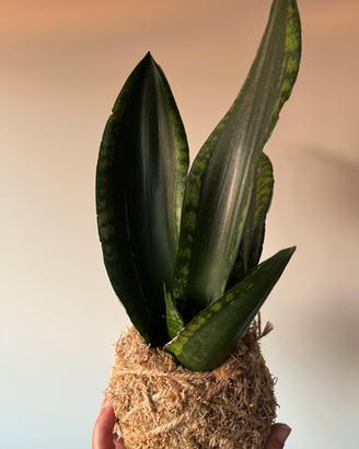 Kokedama sansevieria “Silver Flame”